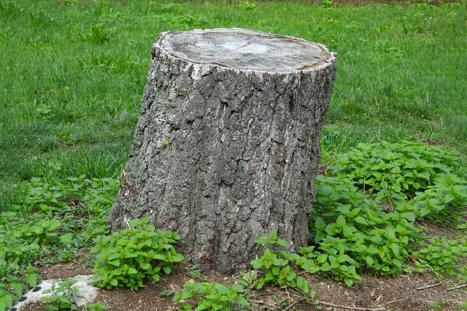 Read more about the article Tree & Stump Removal